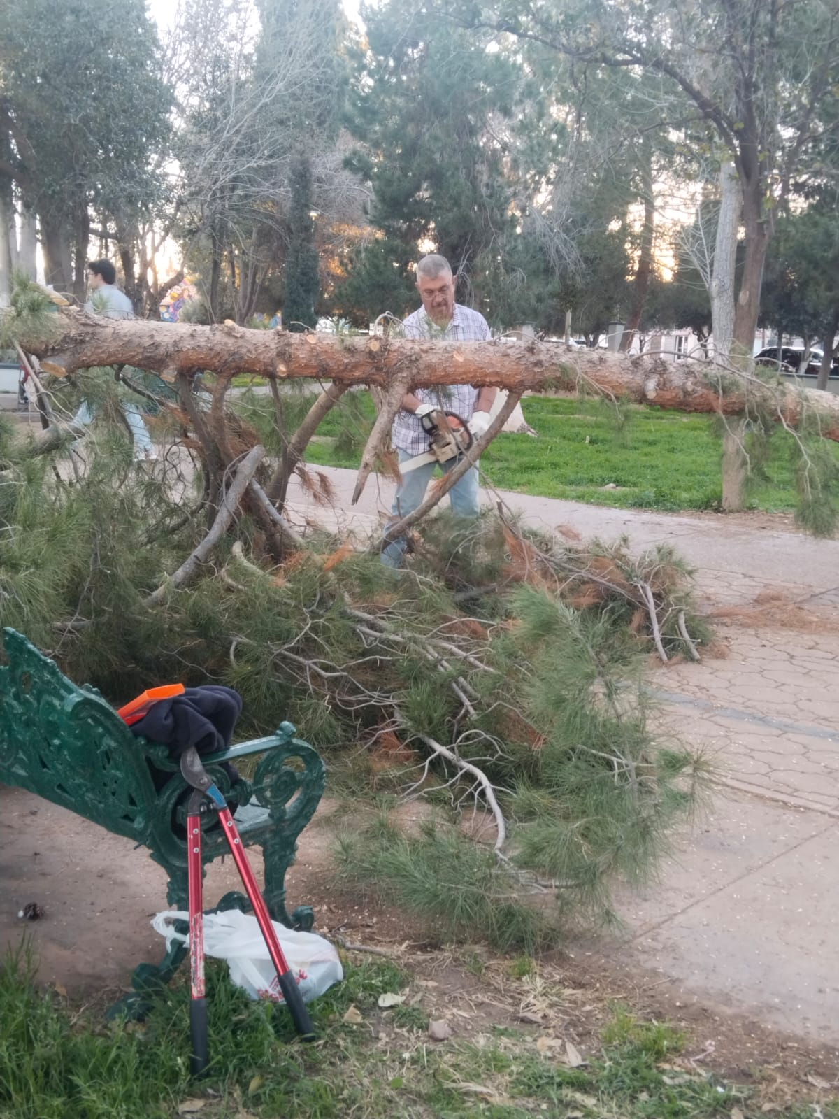Ante fuertes vientos, recomienda Deporte mantenerse lejos de los árboles de la Ciudad Deportiva