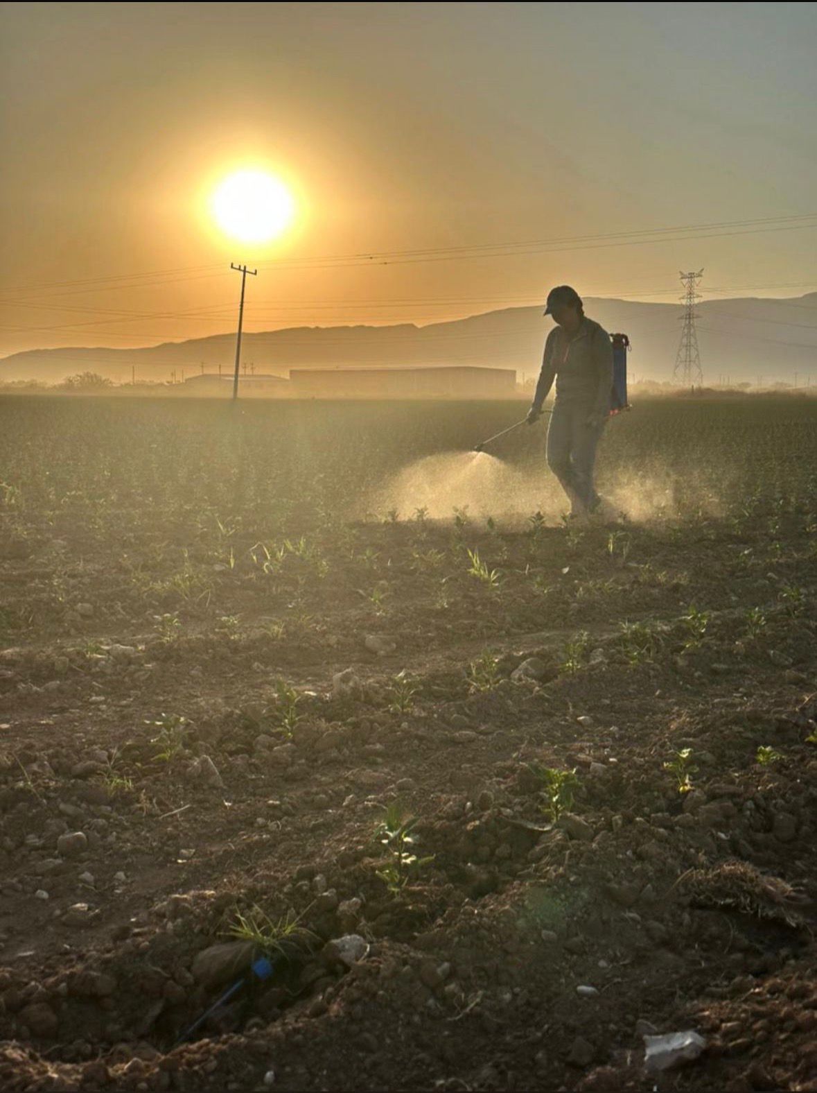 Microalgas devuelven vida al campo chihuahuense: investigadores de la UACH presentan resultados prometedores