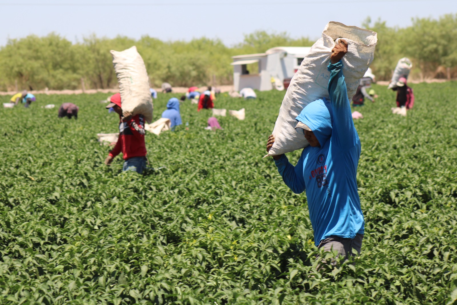 Productores pueden acceder hasta 8 mil pesos para mejorar cultivos 