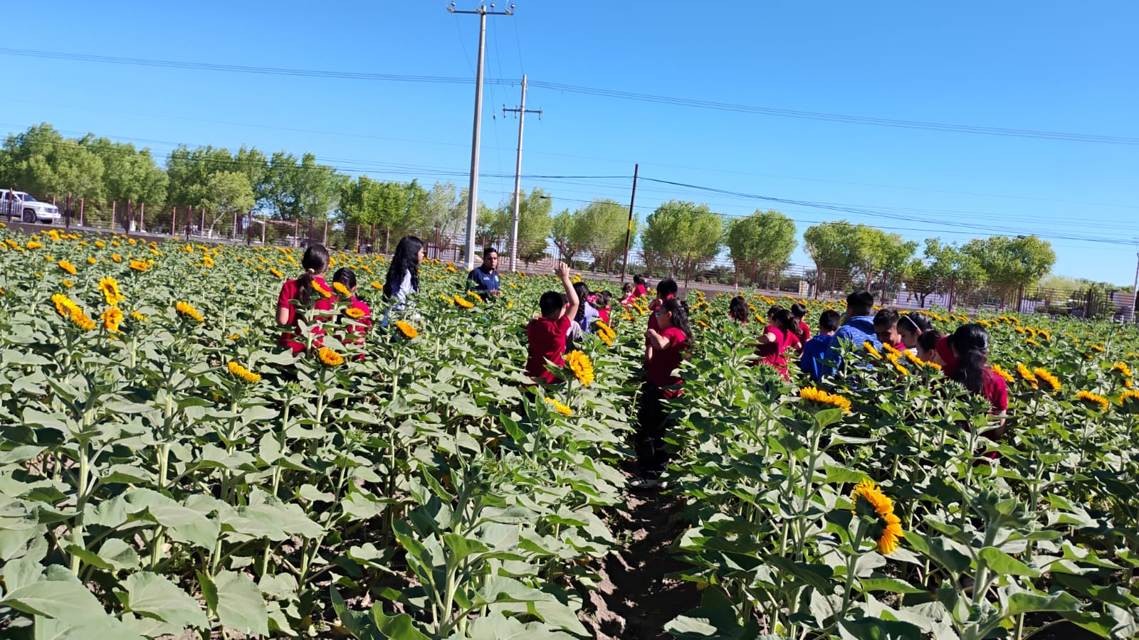 Girasol despierta interés científico en Delicias