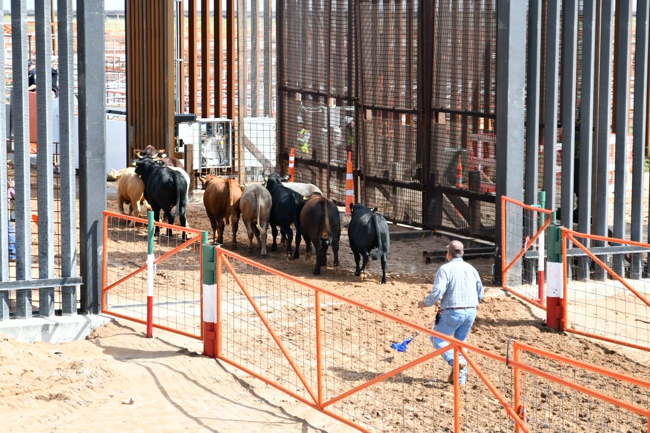Reanuda Chihuahua exportación de ganado a Estados Unidos