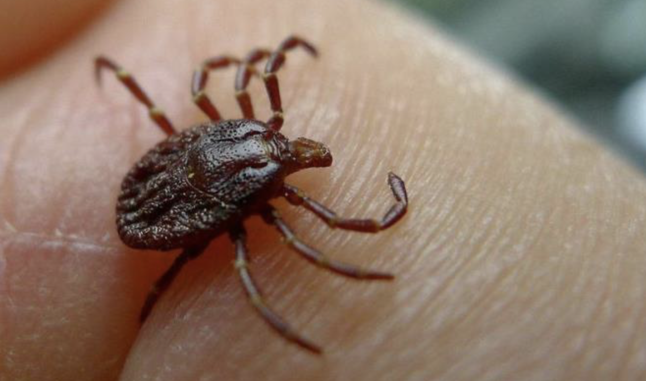 Aumentan 70% casos de Rickettsiosis en Chihuahua 